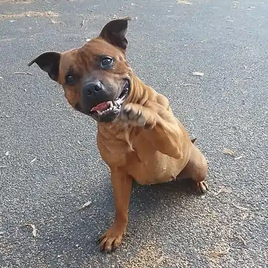 luna dog dancing