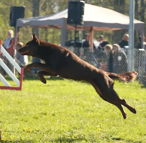 jenna, kelpie chocolat qui saute une haie d'agility