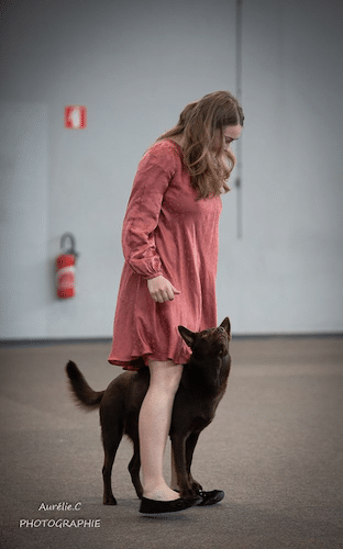 kelpie entre les jambes de sa maitresse durant un concours de dog dancing