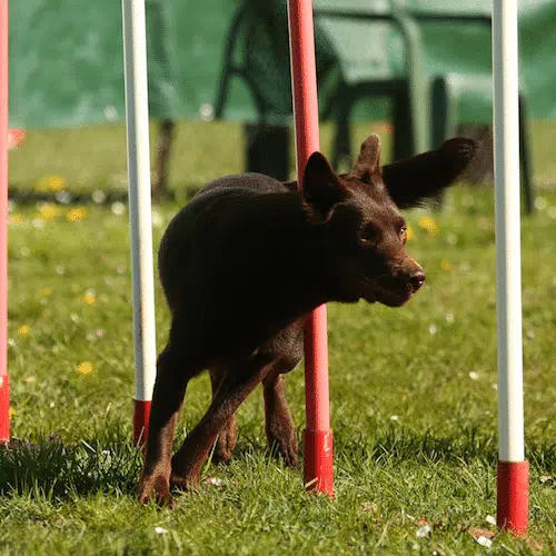 Jenna, kelpie chocolat, qui fait un slalom d'agility