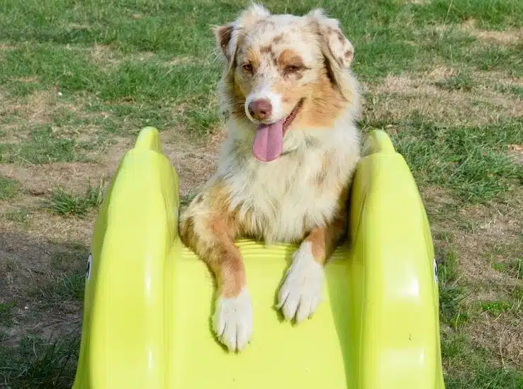 exercices simple de proprioception avec son chien