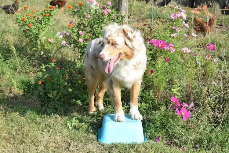 tuto pour apprendre à votre chien à faire le pivot