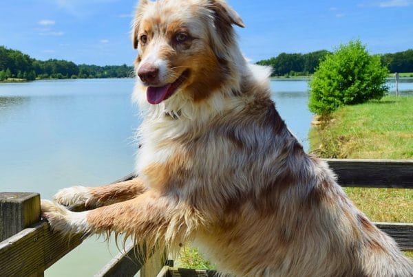 Chien berger australien rouge merle qui pose devant un grand lac