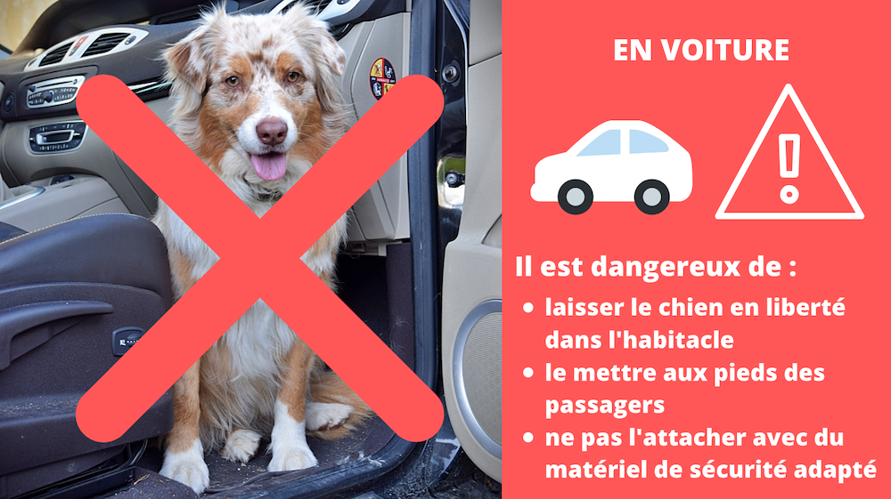 Est-il obligatoire d'attacher son chien en voiture ? 🚗🐾