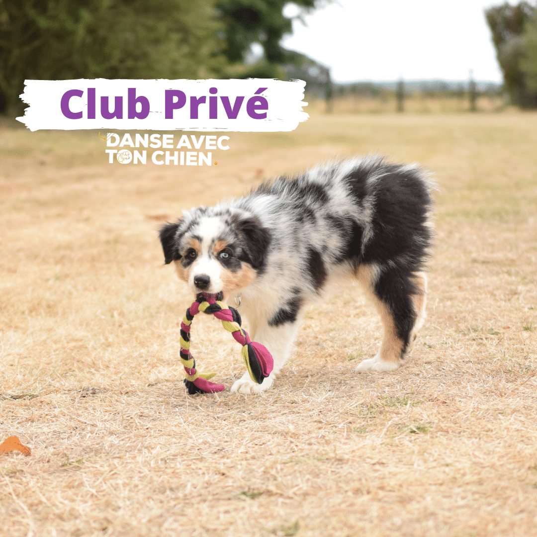 Club privé Danse avec ton chien