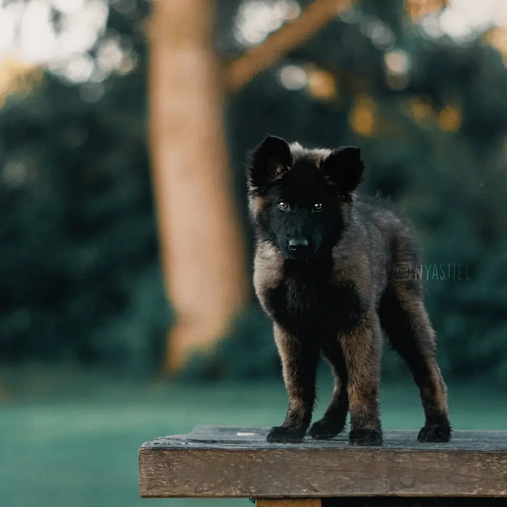 Fitness canin chiot