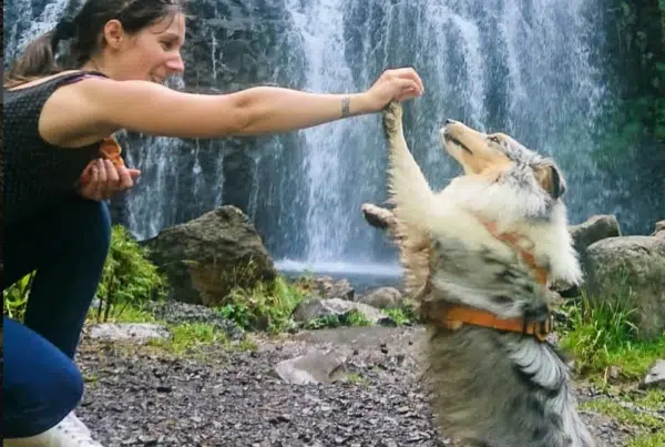 tuto apprendre le chien à contourner avec stephanie et Missi