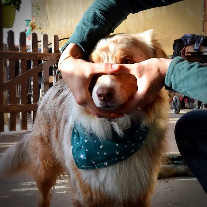 nez chien dans le rond des mains