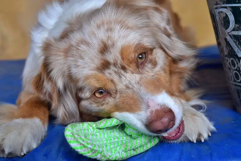 Apprendre au chien à ranger ses jouets