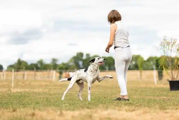 Apprendre le pas espagnol à son chien