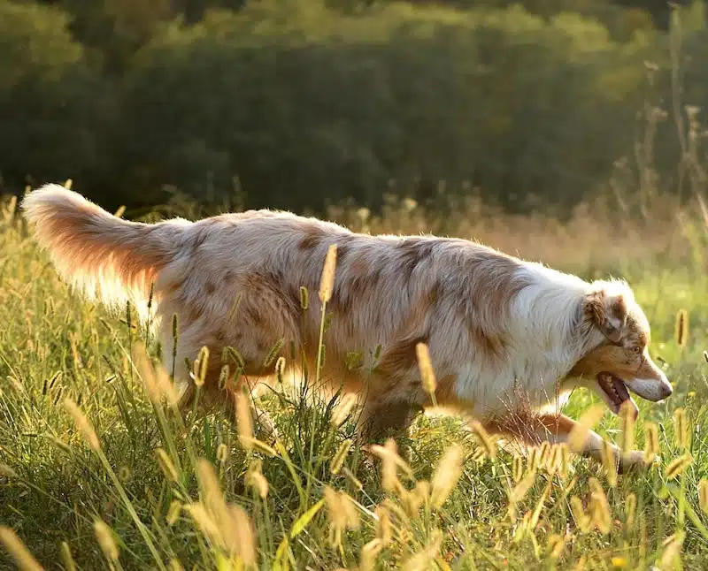 La belle gipsy de danse avec ton chien