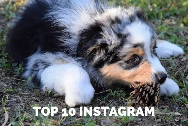 article du top 10 insta
