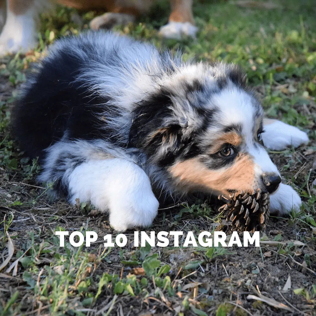 article du top 10 insta