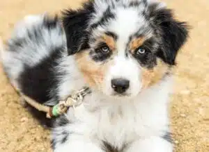 Chiot berger australien avec une laisse attachée au collier
