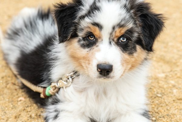 Chiot berger australien avec une laisse attachée au collier