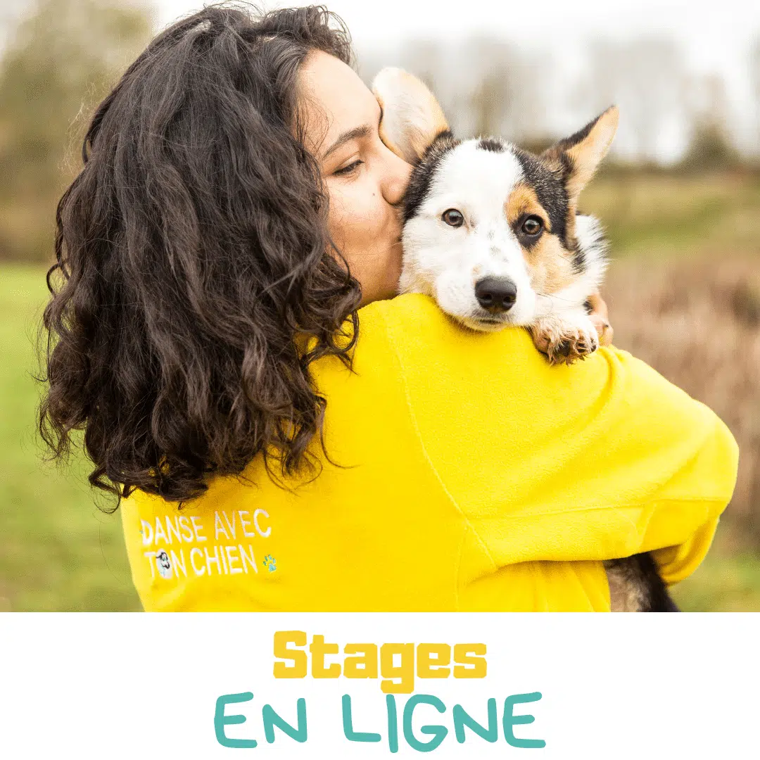 Stages en ligne dog dancing