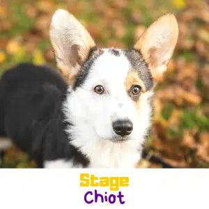 STAGE CHIOT