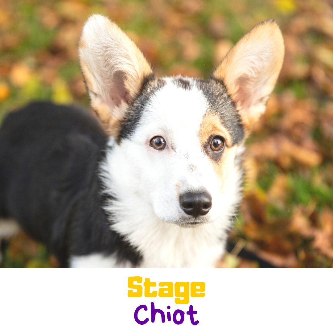 STAGE CHIOT