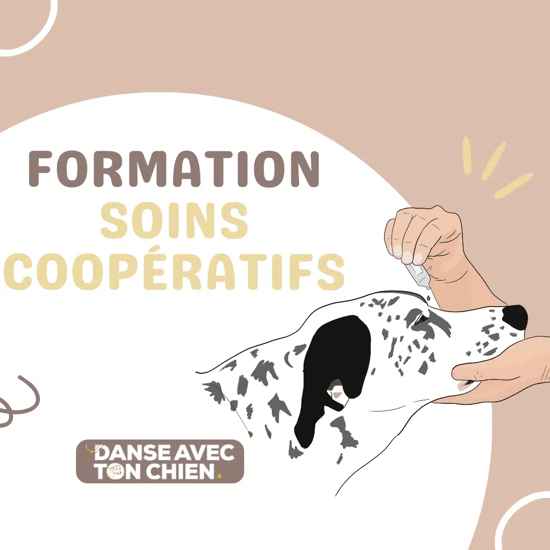 Formation soins coopératifs chien