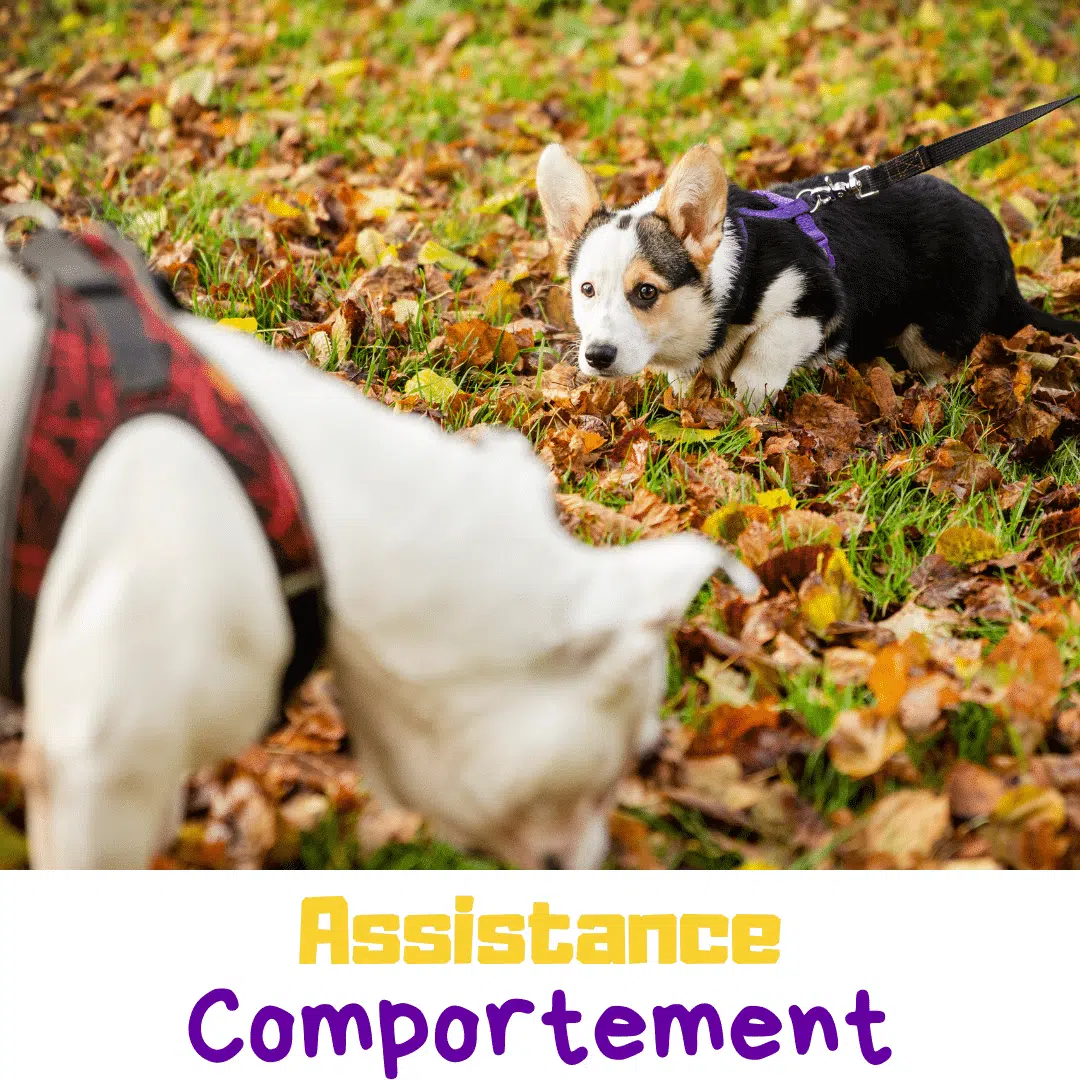 Assistance comportement