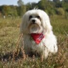 bandana rouge coton bio france chien