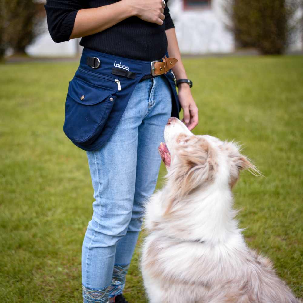 Olivia et Aiko the flashdog porte la ceinture bleu marine