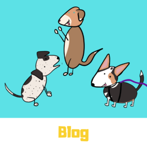 Blog d'éducation canine, de dog dancing et de medical training