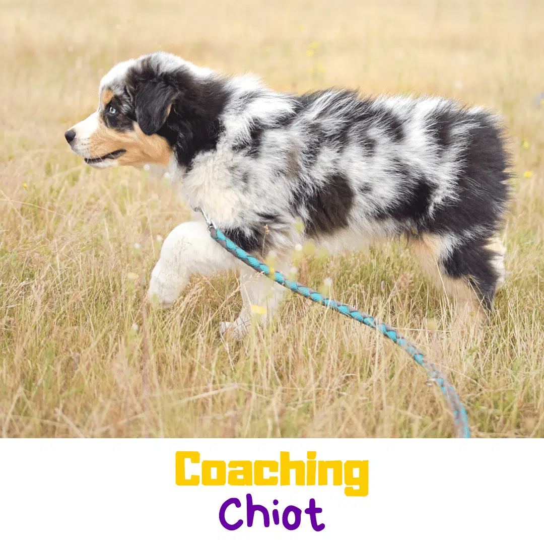 Coaching chiot