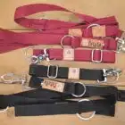 Laisse et collier attache rapide pour chien