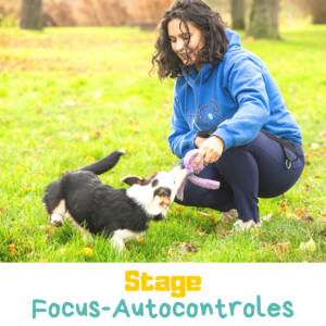Stage focus et autocontroles chien
