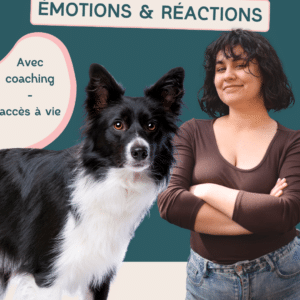 chien réactifs - formation en ligne