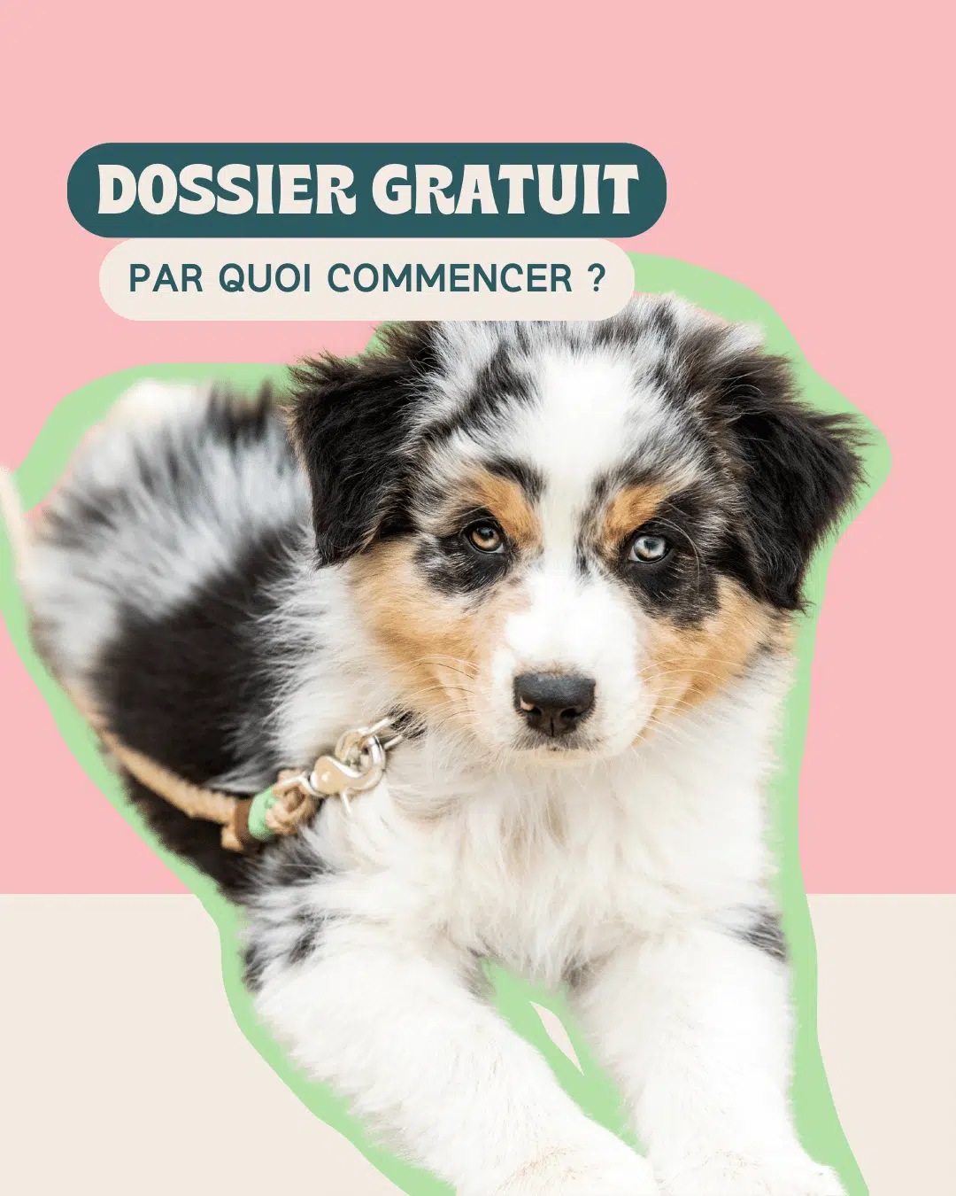 Dossier gratuit éducation canine positive et non violente