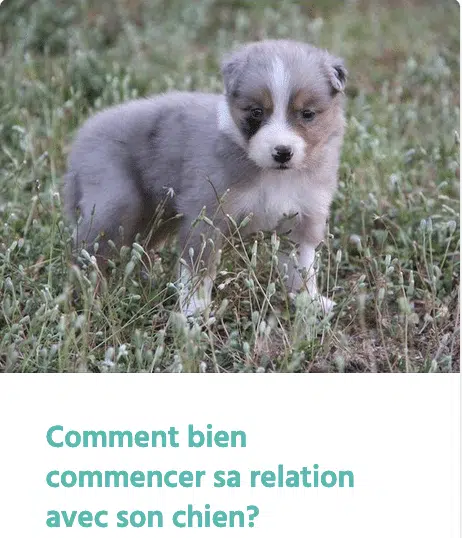 Bien commencer la relation avec son chiot