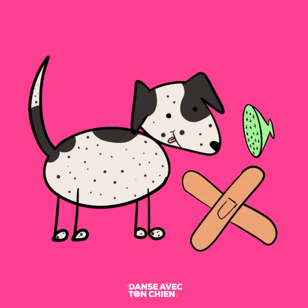 La solution pansement pour le consentement du chien