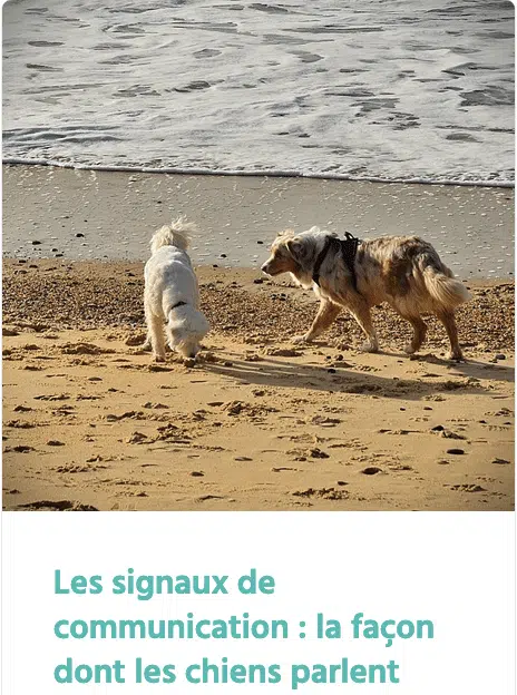 article signaux de communication chez le chien