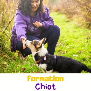 Formation chiot