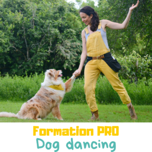 Formation de dog dancing pour les professionnels