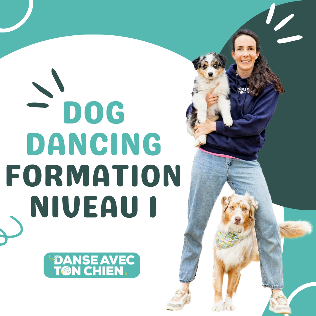 Formation en ligne de dog dancing débutant