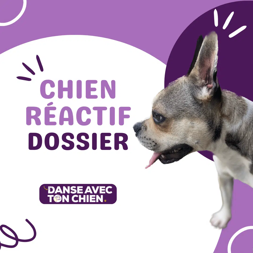 chien réactifs dossier et exercices de reeducation