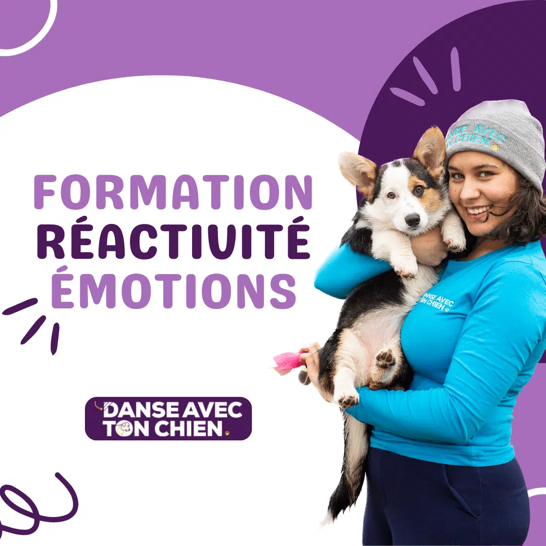 Formation chien réactif