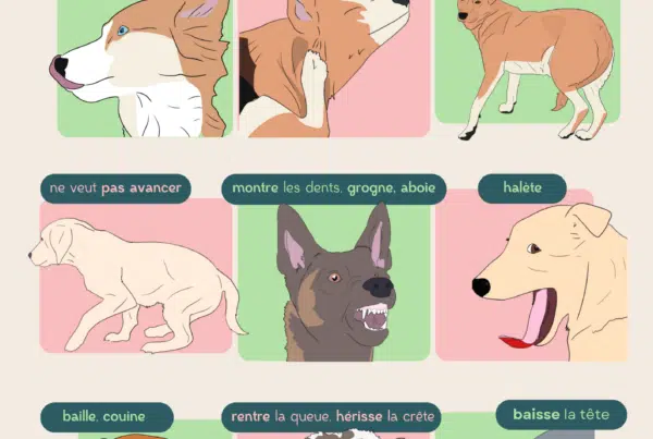 signaux de communication de ton chien