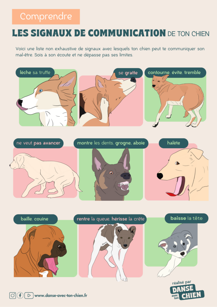 signaux de communication de ton chien
