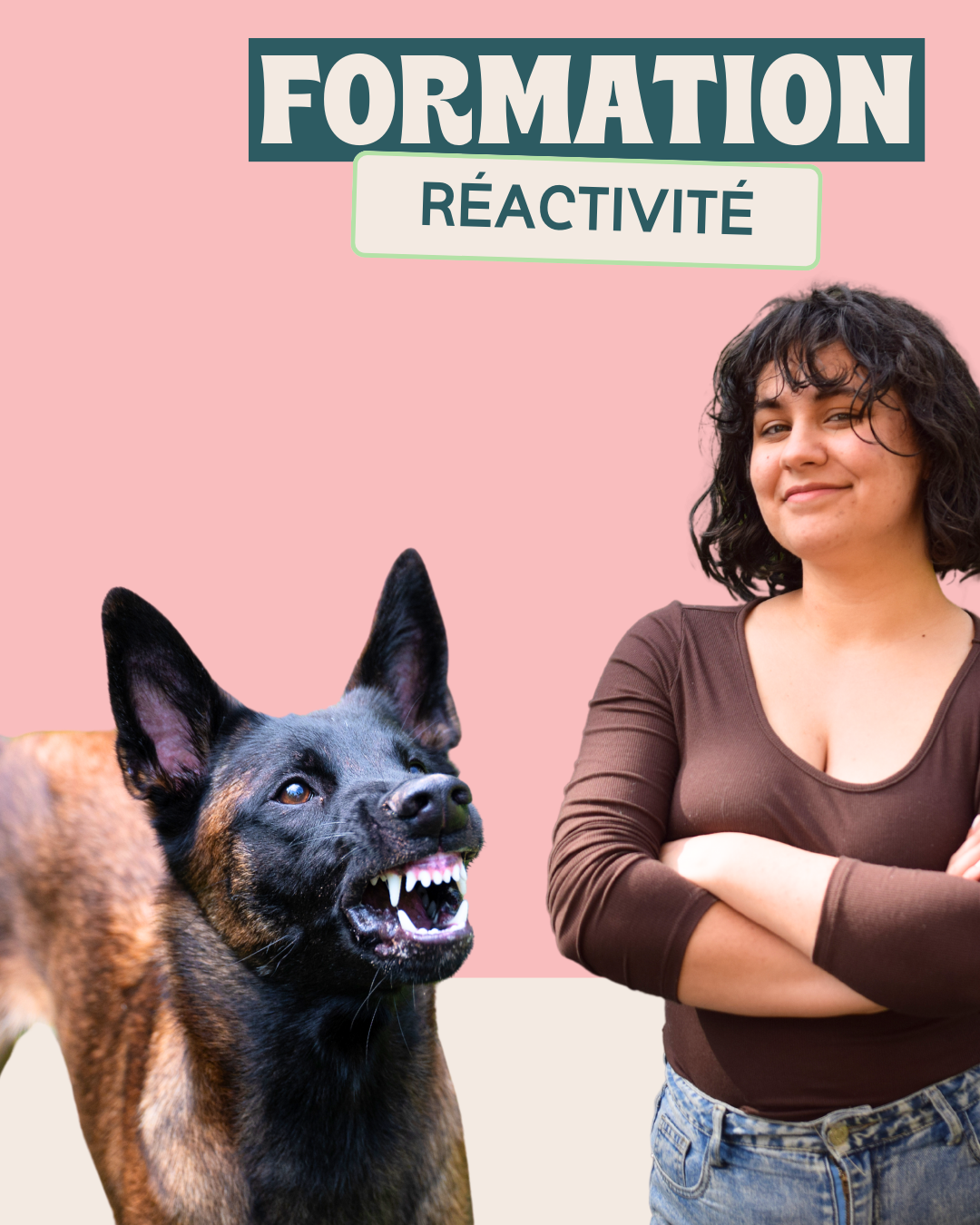 formation pour apprendre à gérer la réactivité des chiens