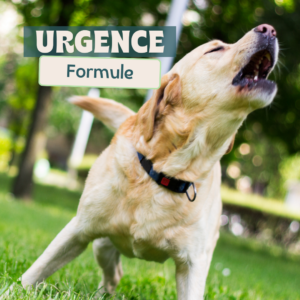 Urgence formule éducation chien