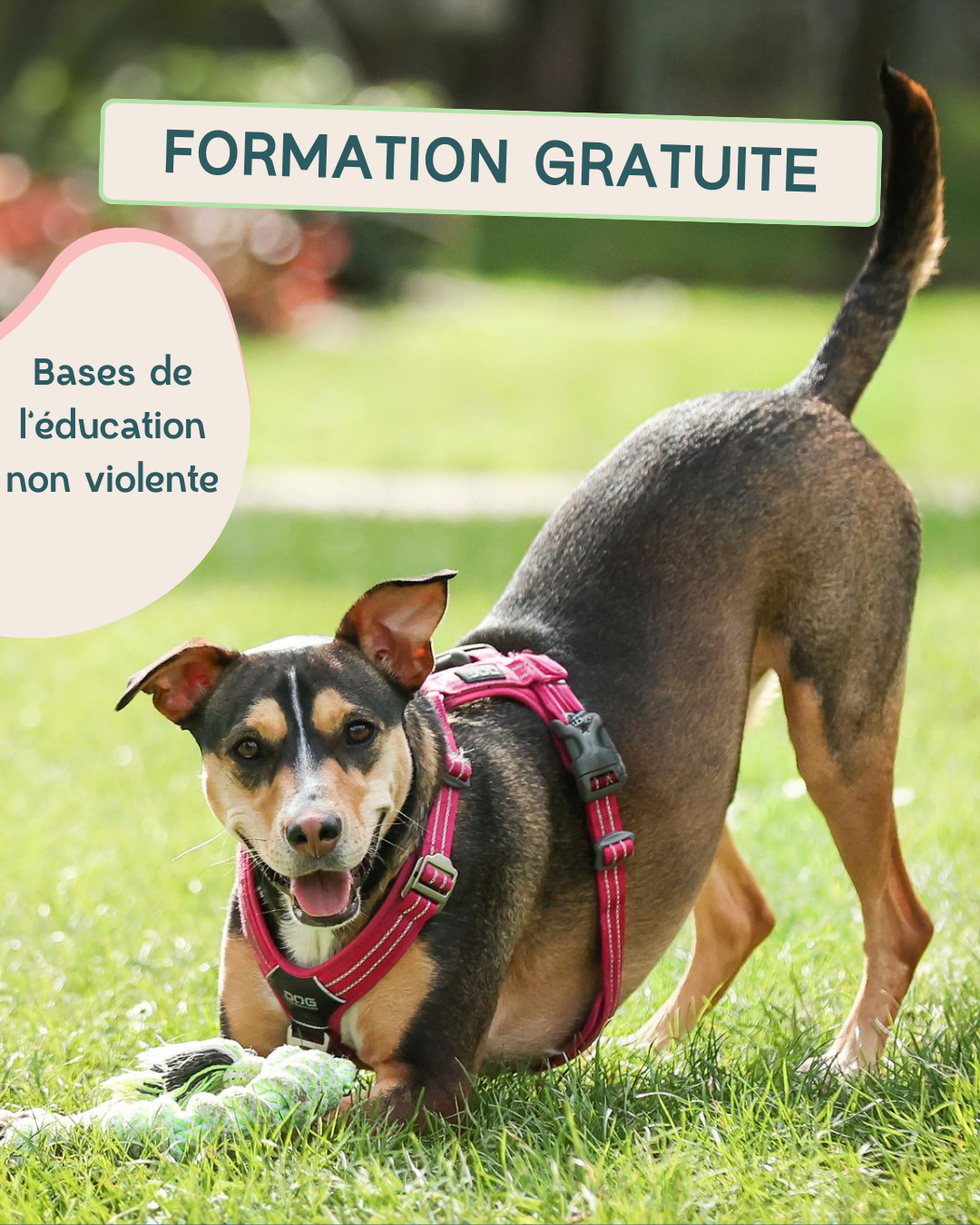 Formation d'éducation canine