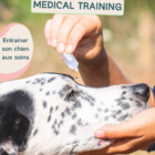 Formation medical training chien - soins coopératifs