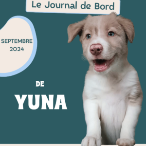 BORDER COLLIE CHIOT - JOURNAL DE BORD