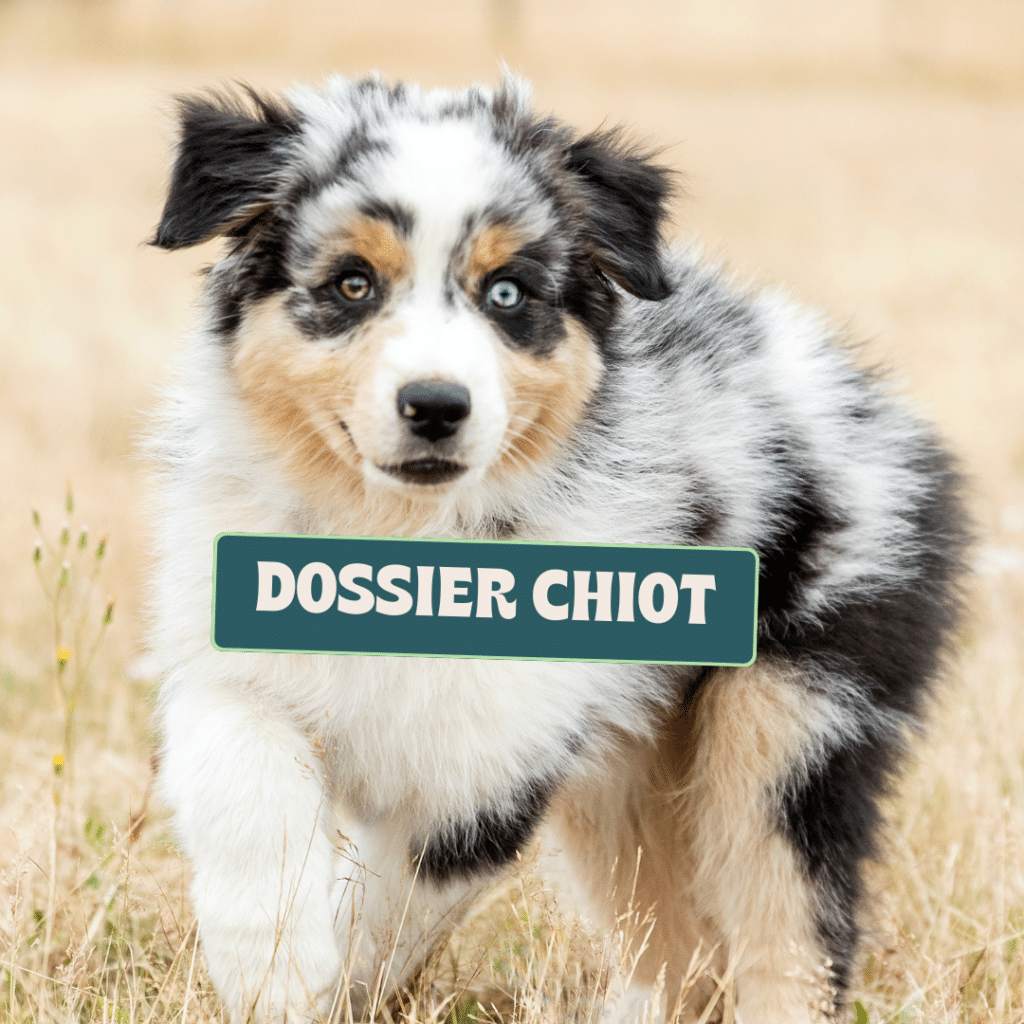 Dossier chiot complet et gratuit