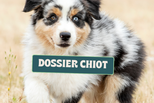 Dossier chiot complet et gratuit