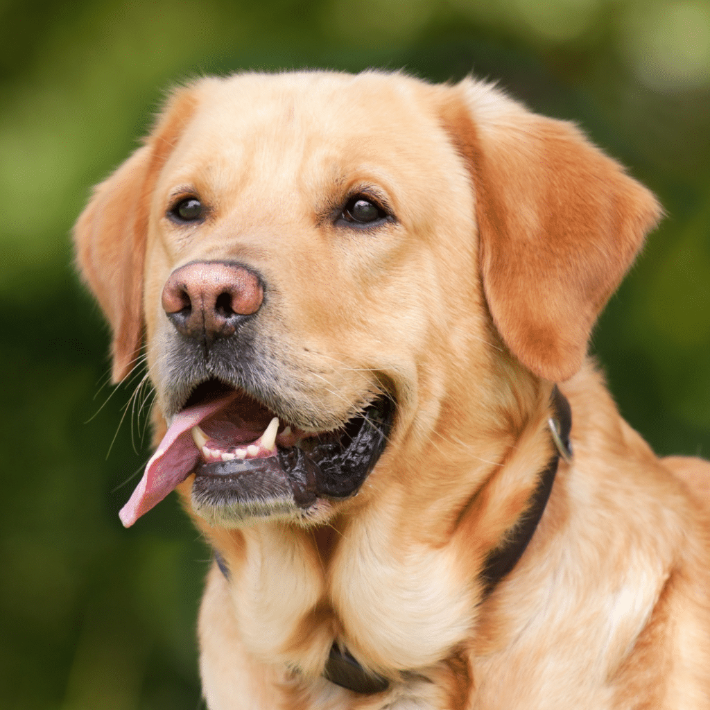 Labrador sable, les bases de l'éducation canine